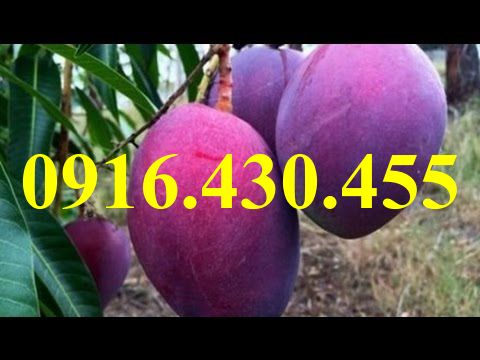 Cây giống xoài tím